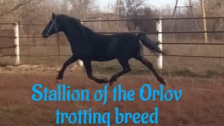 Stallion of the Orlov trotting breed [upl. by Jacintha]