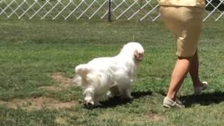 Clumber Spaniel judging Mt Palomar May 21 2016 [upl. by Cordell]