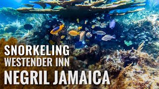 Snorkeling The Westender Inn NEGRIL JAMAICA 4K [upl. by Oelgnaed]