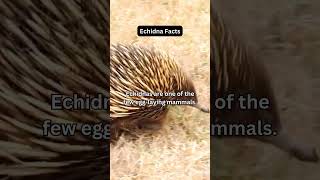 Echidna One of the Few EggLaying Mammals 🥚🦔 wildlifeshorts [upl. by Ligriv628]