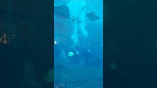 Dubai Aquarium and underwater Zoo [upl. by Naivart200]