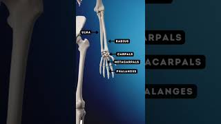 BONES Names amp Locations  OCR GCSE PE  The SKELETAL System 11 [upl. by Neerod]