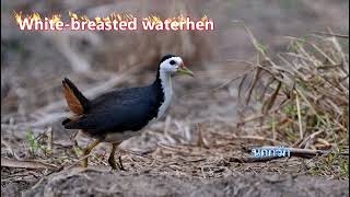 Whitebreasted waterhen นกกวัก [upl. by Susy]