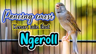 PANCINGAN KENARI NGEROL NEMBAK PANJANG AMPUH BIKIN KENARI APAPUN IKUT EMOSI [upl. by Watters]