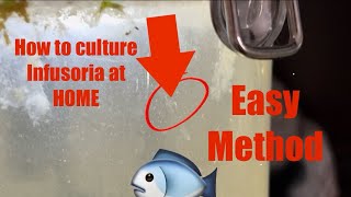 How to culture INFUSORIA and DAPHNIA at home easiest method [upl. by Bronder689]