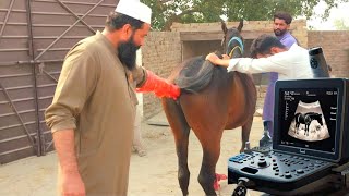 Horse Ultrasound  Equine Ultrasound  Pregnancy Detection horse animals [upl. by Lelith]