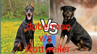 Doberman and Rottweiler [upl. by Takeo437]