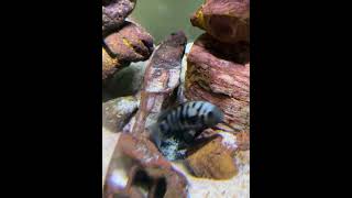 Convict cichlid babies 100s of them Growing aquarium cichlid fish [upl. by Enyt]