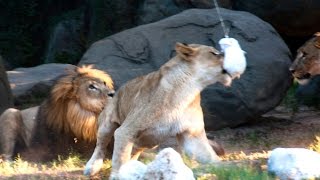 Lions Jump for Zip Line Treats [upl. by Ecertal]