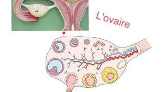 la folliculogénèse partie 1 شرح عربي و فرنسي و بالدارجة و بطريقة سهلة و مبسطة [upl. by Parsaye770]