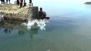 Trieste il tuffo di Capodanno ormai è un must E i Cigar insegnano [upl. by Suixela]