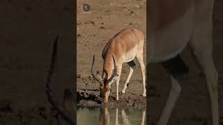 Impalas antilope savana africa herbivoros [upl. by Ashling204]