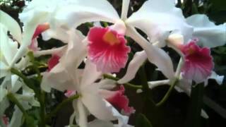 OrchidWeb  Laelia purpurata var carnea [upl. by Lyram]