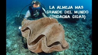 LA ALMEJA GIGANTE LA MAS GRANDE DEL MUNDO TRIDACNA GIGAS [upl. by Jeramey]