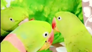 kya najara hai 😍 alexenderparrot youtubevideo cutevideo supportmychannel [upl. by Sorcim650]