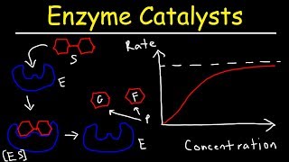 Enzymes  Catalysts [upl. by Hannie377]