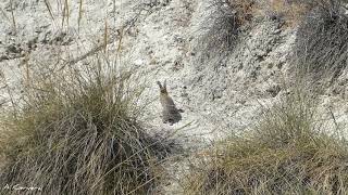 Águila perdicera  Hide Garganta de la Hoz Olivares Granada [upl. by Atsyrhc]