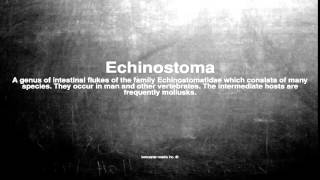 Medical vocabulary What does Echinostoma mean [upl. by Morril]