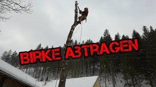 Baum abtragen  gefahrenloses Fällen einer Birke mit Baumsteigeisen [upl. by Kiele309]