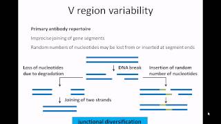 Antibody structure and function [upl. by Zack]