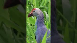 Gray headed swamphen grayheadedswamphen birdwatchingbyranjit birds birdwatching [upl. by Jule]