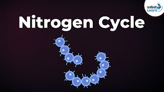 Nitrogen Fixation  Nitrogen Cycle  Microorganisms  Dont Memorise [upl. by Alemat]