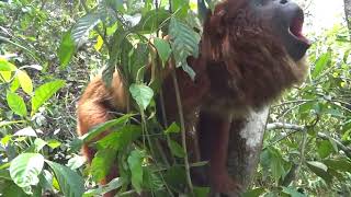 Red Howler Monkey Howls to Mark His Territory  988144 [upl. by Enneicul]