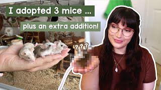 I adopted 3 new mice plus an unexpected extra [upl. by Jarek617]