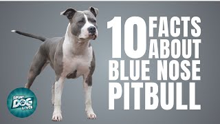 10 Facts About Blue Nose Pitbull  Dogs 101  Blue Nose Pitbull [upl. by Toddie971]