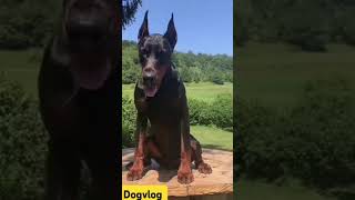 European Doberman Everything You Need To Know [upl. by Audun]