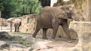 2015  ZOO Dvůr Králové  slon africký [upl. by Oglesby]