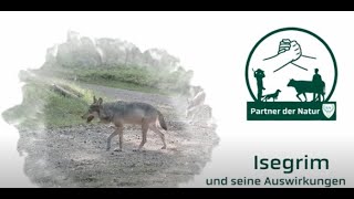 Partner der Natur Umgang mit dem Wolf in Bayern  Die Auswirkungen für Forst Jagd und Landwirte [upl. by Jaffe]