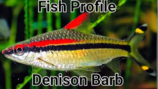 Denison Barb Profile Important Information before you buy these fish Everything you need to know [upl. by Ybroc]