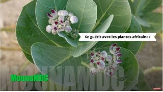 Se guérit avec les plantes africaines Madou Diawara disponibles à Paris 33 6 12 81 00 07 [upl. by Eirameinna26]