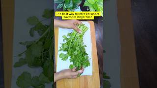 Best way to store coriander leaves tips kitchenhacks foodhacks shortsviral shortsfeed ytshorts [upl. by Berny]