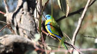 Turquoise Parrot  Nail Can Hill Albury [upl. by Soble]