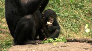 Bonobo Family Outside 1st TimeCincinnati Zoo [upl. by Aitnuahs]