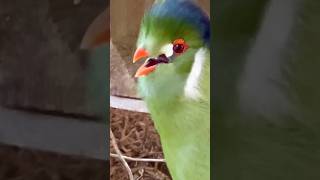 Turaco Bird Sounds like a Dog birds bird nature animals pets [upl. by Pinto]