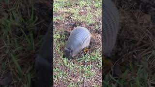 Armadillo Foraging for Food [upl. by Holman104]