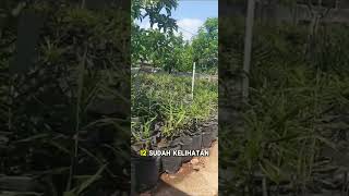 Jahe polibek sekali aplikasi naturagen langsung mantap [upl. by Even]