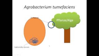 Chrashkurs Genetik  Begriffe  Agrobacterium tumefaciens [upl. by Damon]