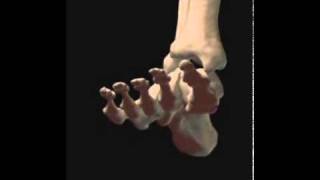 skeletal sysfoot dorsiflexionwwwabcdservizicom [upl. by Nosirrag391]