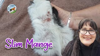 Guinea pig severe mange mite infestation with Slim  how to treat mange [upl. by Orvil]