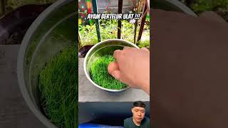 Ayam bertelur ulat birds animals burung egg diy facts smartitems [upl. by Medeah]