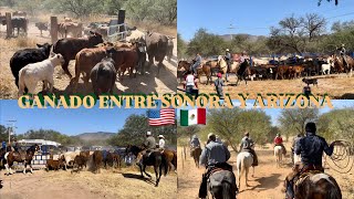 ❗️PEGADOS A LA LINEA❗️ ENTRE SONORA Y ARIZONA🌵JUNTANDO EL GANADO DE LOS CORRALES AZULES 🇺🇸🇲🇽🐮 [upl. by Yasdnyl]