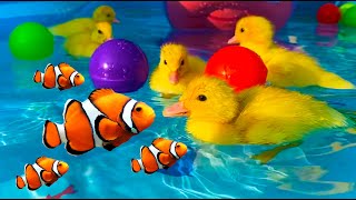 Giant water park for ducklings with fish [upl. by Bolitho]