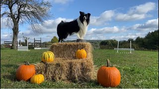 Trick Dog Champion TDCH  Sparky the Border Collie [upl. by Acenes]