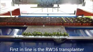 Urbinati Transplanting amp Seeding line  Transplant Systems Australia [upl. by Wincer]