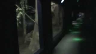 Zoo Antwerpen Nocturama amp aquaria [upl. by Ayikur]