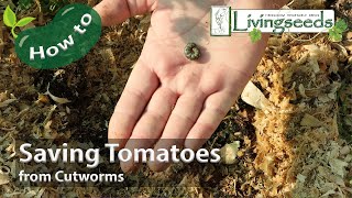 Saving Cutworm Damaged Tomatoes [upl. by Hulen]